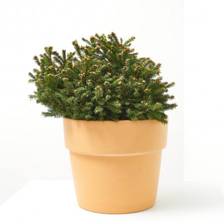 PICEA ABIES OHLENDORFII MACETA 5L