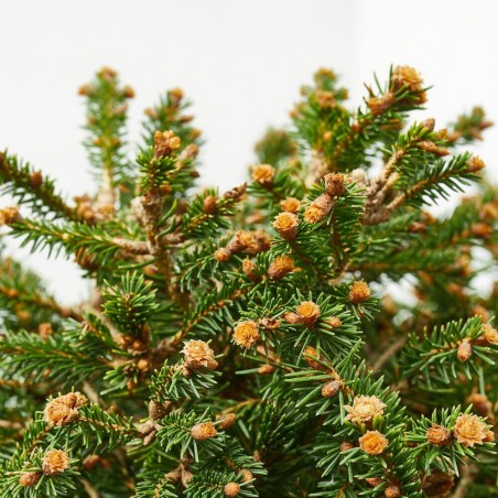 PICEA ABIES OHLENDORFII MACETA 5L