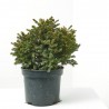 PICEA ABIES OHLENDORFII MACETA 5L