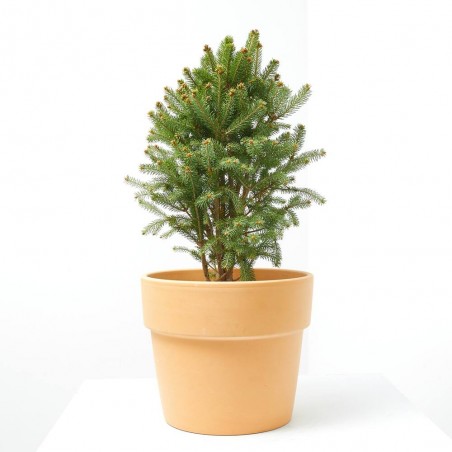 PICEA GLAUCA CINDERELLA MACETA 5L