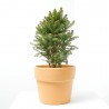 PICEA GLAUCA CINDERELLA MACETA 5L