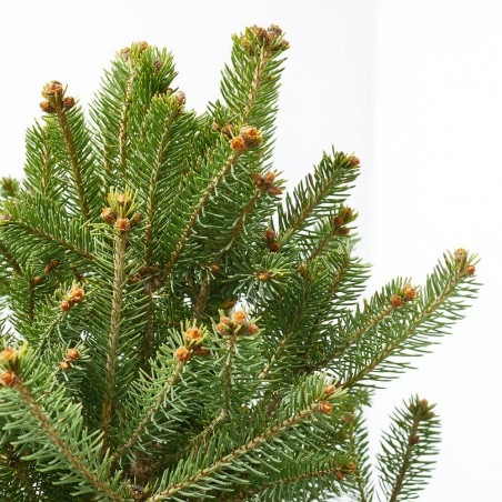 PICEA GLAUCA CINDERELLA MACETA 5L
