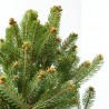PICEA GLAUCA CINDERELLA MACETA 5L