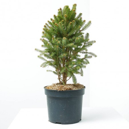 PICEA GLAUCA CINDERELLA MACETA 5L