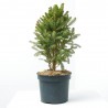 PICEA GLAUCA CINDERELLA MACETA 5L