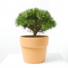 PINUS MUGO BENJAMIN MACETA 8L