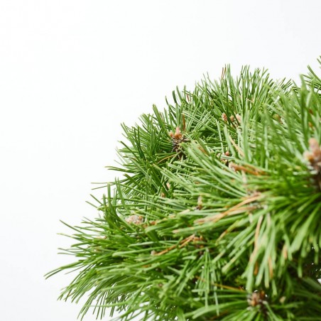 PINUS MUGO BENJAMIN MACETA 8L