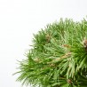 PINUS MUGO BENJAMIN MACETA 8L