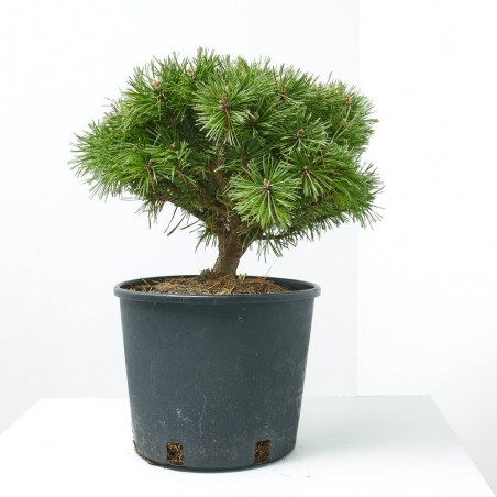 PINUS MUGO BENJAMIN MACETA 8L