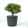 PINUS MUGO BENJAMIN MACETA 8L