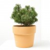 PINUS MUGO HUMPY MACETA 8L