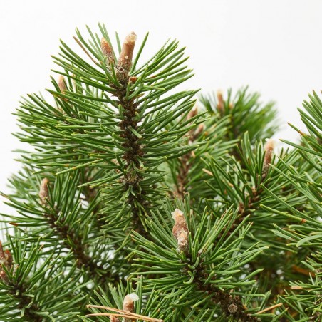 PINUS MUGO HUMPY MACETA 8L