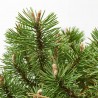 PINUS MUGO HUMPY MACETA 8L