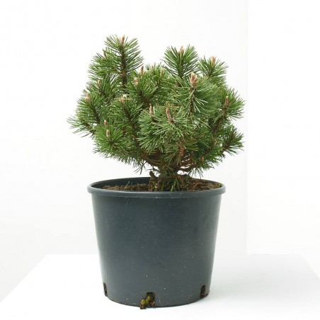 PINUS MUGO HUMPY MACETA 8L