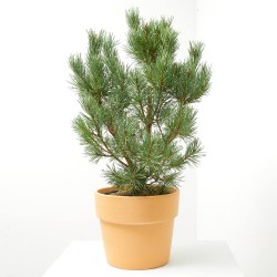 PINUS SYLVESTRIS NANA MACETA 8L