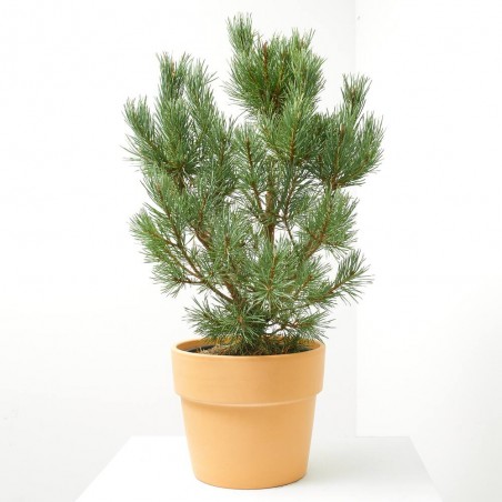 PINUS SYLVESTRIS NANA MACETA 8L