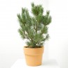 PINUS SYLVESTRIS NANA MACETA 8L