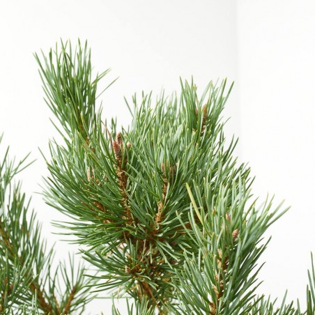 PINUS SYLVESTRIS NANA MACETA 8L