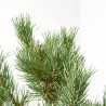 PINUS SYLVESTRIS NANA MACETA 8L