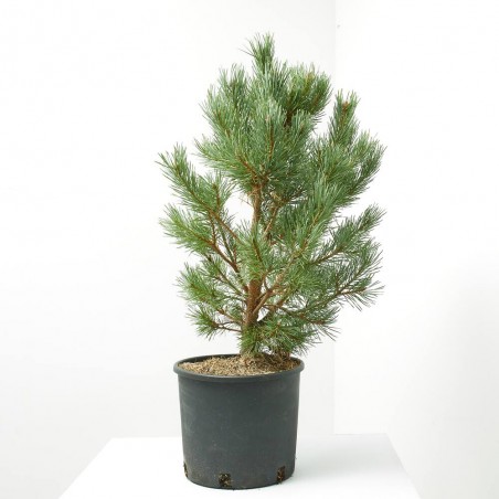 PINUS SYLVESTRIS NANA MACETA 8L