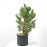 PINUS SYLVESTRIS NANA MACETA 8L
