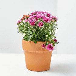 CRISANTEMO FLOR BOLA MACETA 11CM