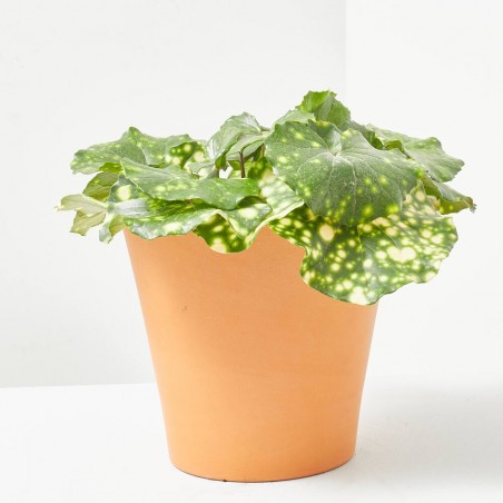 FARFUGIUM MACETA 3L
