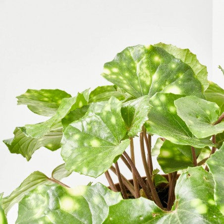 FARFUGIUM MACETA 3L
