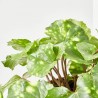 FARFUGIUM MACETA 3L