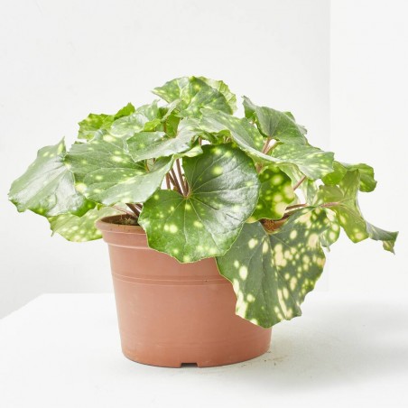 FARFUGIUM MACETA 3L