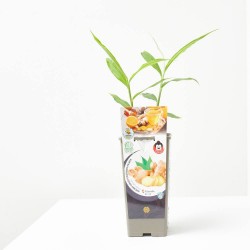 JENGIBRE 2L ZINGIBER OFFICINALE