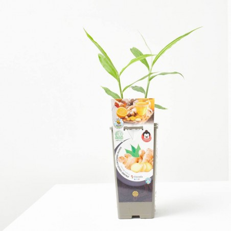 JENGIBRE 2L ZINGIBER OFFICINALE