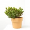 PINUS MUGO CARSTEN MACETA 8L