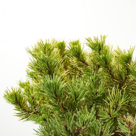PINUS MUGO CARSTEN MACETA 8L