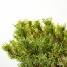 PINUS MUGO CARSTEN MACETA 8L
