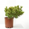 PINUS MUGO CARSTEN MACETA 8L