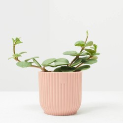 PEPEROMIA HOPE MACETA 6CM