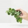 PEPEROMIA HOPE MACETA 6CM