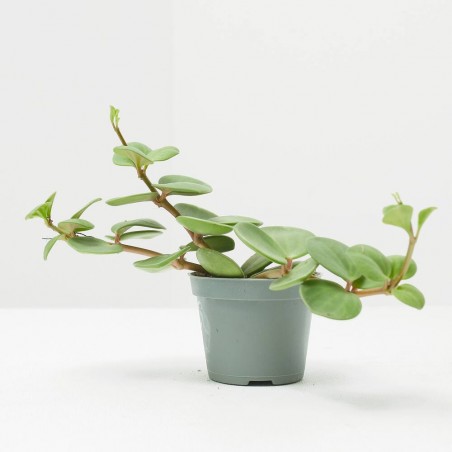 PEPEROMIA HOPE MACETA 6CM