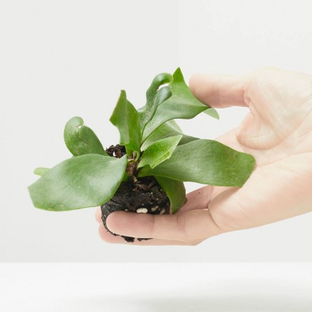 PLATYCERIUM BIFURCATUM MACETA 6CM