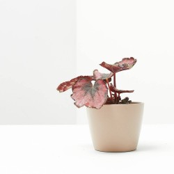 BEGONIA REX RED KISS MACETA 6CM