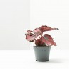 BEGONIA REX RED KISS MACETA 6CM