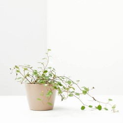 MUEHLENBECKIA COMPLEXA MACETA 6CM