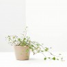 MUEHLENBECKIA COMPLEXA MACETA 6CM