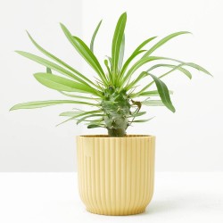 PACHYPODIUM LAMEREI MACETA 6CM