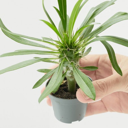 PACHYPODIUM LAMEREI MACETA 6CM