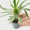 PACHYPODIUM LAMEREI MACETA 6CM