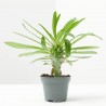 PACHYPODIUM LAMEREI MACETA 6CM