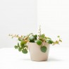PEPEROMIA PEPPERSPOT MACETA 6CM