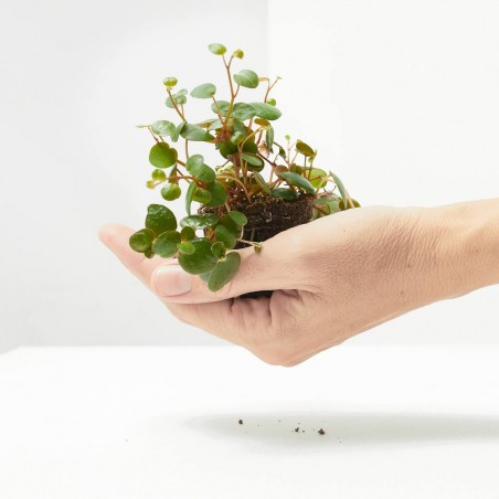 PEPEROMIA PEPPERSPOT MACETA 6CM